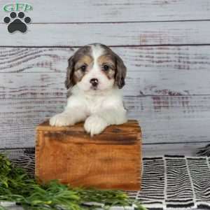 Eva, Cavapoo Puppy